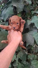 Barboncino toy