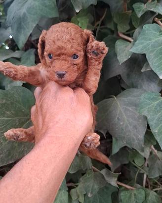Barboncino toy
