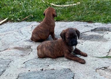 Due cuccioli di un mese vogliono casa