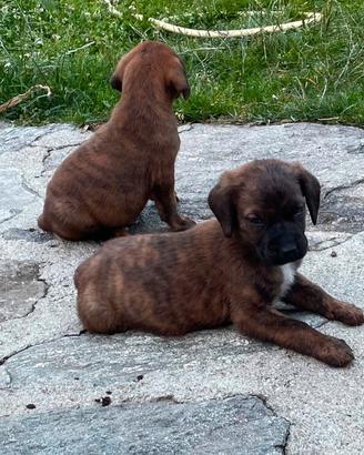 Due cuccioli di un mese vogliono casa