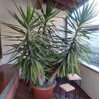 pianta yucca