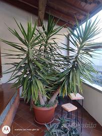 pianta yucca