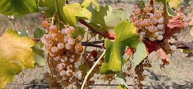 uva x vino in casa 