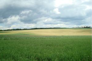 Maerne, terreno agricolo