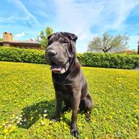 Femmina Shar Pei per accoppiamento