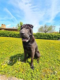 Femmina Shar Pei per accoppiamento
