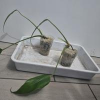 monstera burle marx flame 