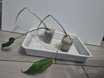 monstera burle marx flame 