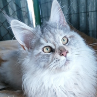 Mainecoon gattini