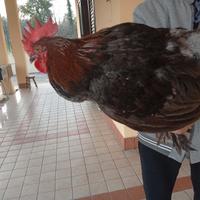 Gallo incrocio marans
