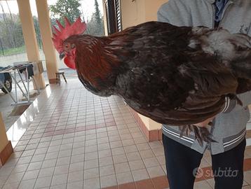 Gallo incrocio marans