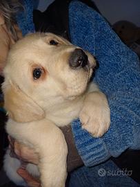 Cucciolo Labrador