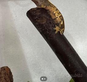 Tronchi trattati per acquari e terrari