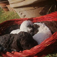 Cuccioli Lagotto Romagnolo