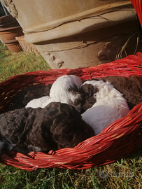 Cuccioli Lagotto Romagnolo