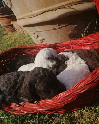 Cuccioli Lagotto Romagnolo