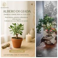 albero di giada  ritiro a mano