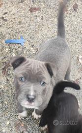 Ultimo cucciolo pitbull