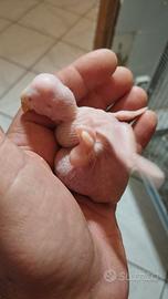 Parrocchetti dal collare