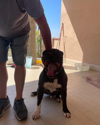 Cuccioli di American Pit Bull UKC Con pedigree