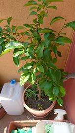 Pianta di limoni
