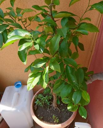 Pianta di limoni