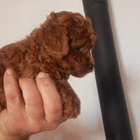 Barboncino mini toy red