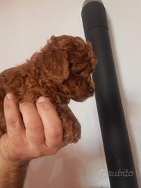 Barboncino mini toy red