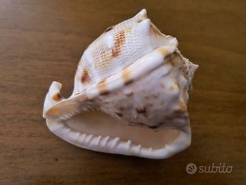Rara Conchiglia Casco Cornuto (9cm) - Collezione