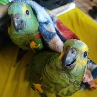 Piccoli di amazzone fronte blu