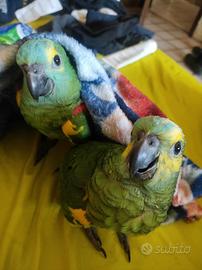 Piccoli di amazzone fronte blu