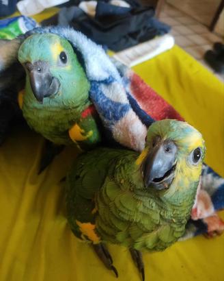 Piccoli di amazzone fronte blu