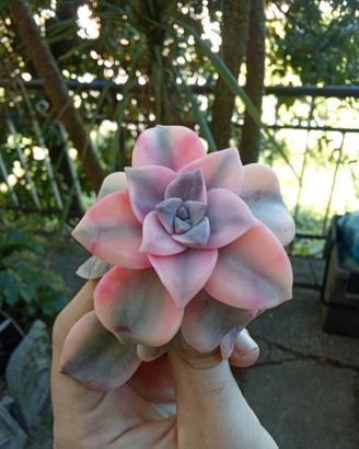 pianta grassa graptopetalum var