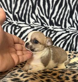 Chihuahua femmina bianco o marrone mini Toy