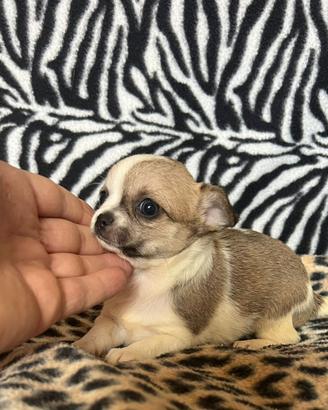 Chihuahua femmina bianco o marrone mini Toy