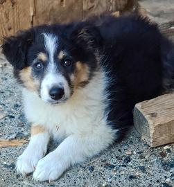 Cani cuccioli pastore scozzese