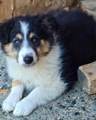 Cani cuccioli pastore scozzese