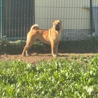 Shar pei con pedigree adulta