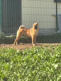 Shar pei con pedigree adulta