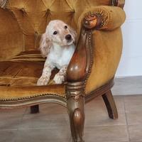 Cuccioli Setter Inglese