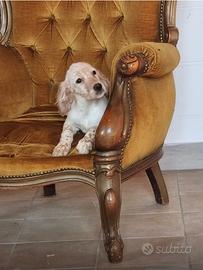 Cuccioli Setter Inglese
