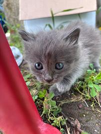 Gattini dolcissimi