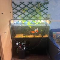 ACQUARIO 250L COMPLETO