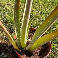 Aloe vera pianta