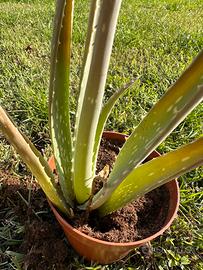 Aloe vera pianta