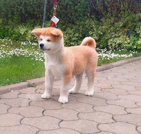 Akita Inu Maschio