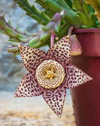 Pianta Orbea variegata / Succulente / Fiore