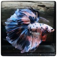 Betta Halfmoon Galaxy Koi - Maschio Selezionato