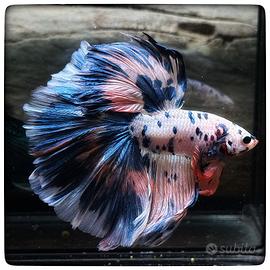 Betta Halfmoon Galaxy Koi - Maschio Selezionato