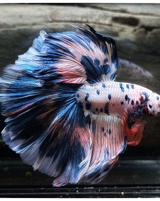 Betta Halfmoon Galaxy Koi - Maschio Selezionato